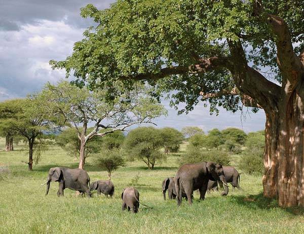 Elefantes en África