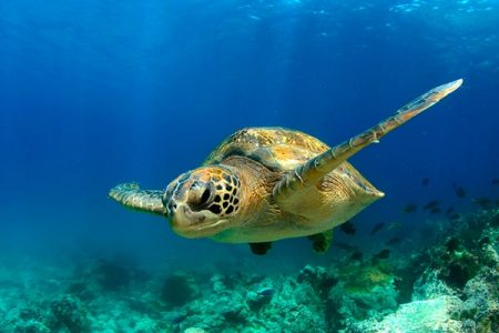 Celebrity Cruises  abre la venta para Islas Galápagos en 2023